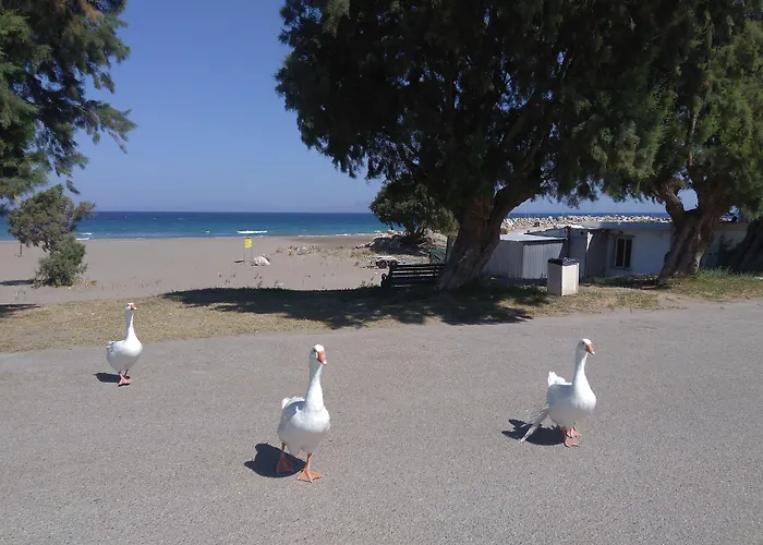 Arch Nyaraló Fánesz